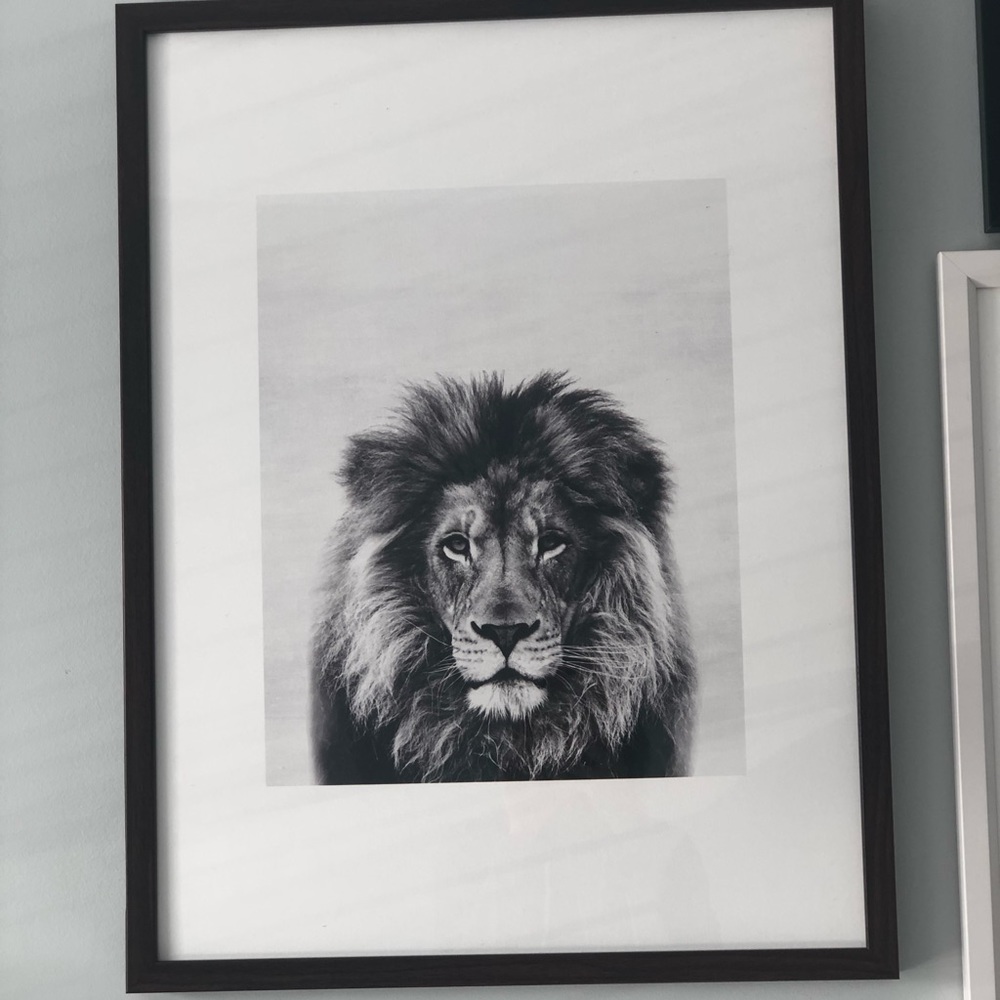 Society Six Lion Framed Print.